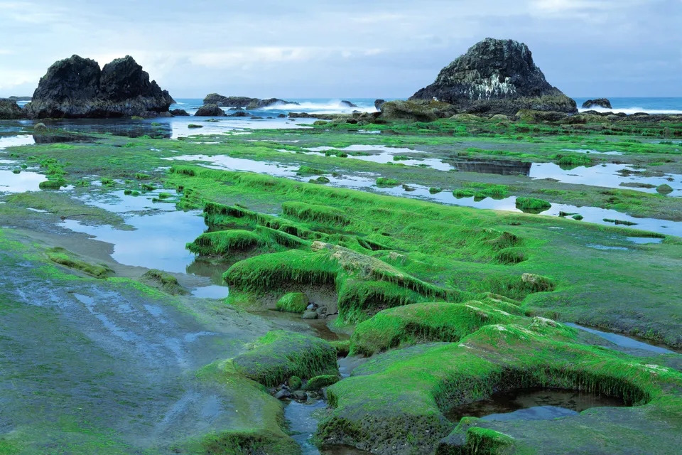 Green moss covers rocks and pools of water on a coastline during low tide.