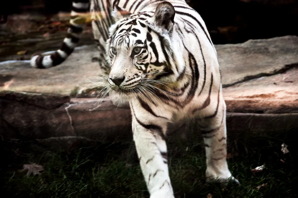 A white tiger with black stripes walks forward on green grass near rocks.